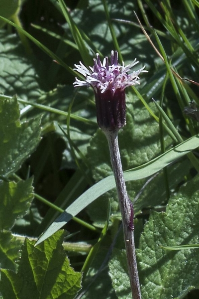 Pflanzenbild gross Grüner Alpenlattich - Homogyne alpina
