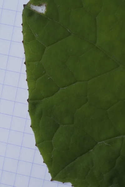 Pflanzenbild gross Huflattich - Tussilago farfara