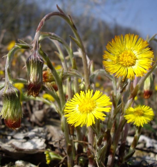 Pflanzenbild gross Huflattich - Tussilago farfara