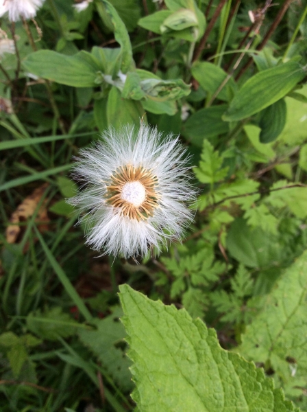 Pflanzenbild gross Huflattich - Tussilago farfara