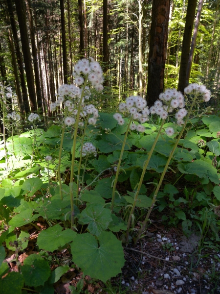 Pflanzenbild gross Weisse Pestwurz - Petasites albus