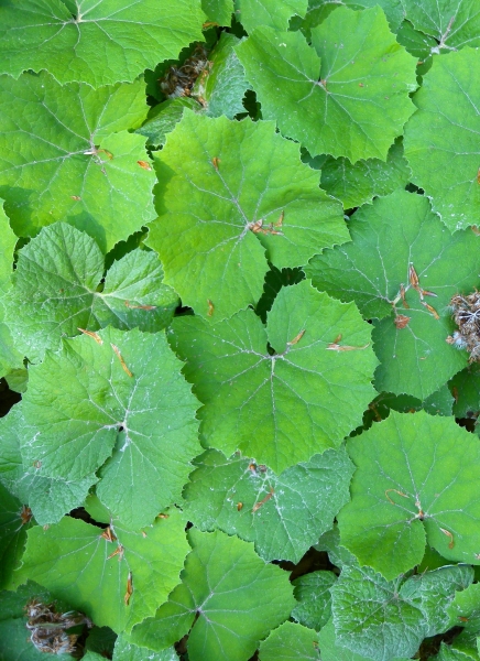 Pflanzenbild gross Weisse Pestwurz - Petasites albus