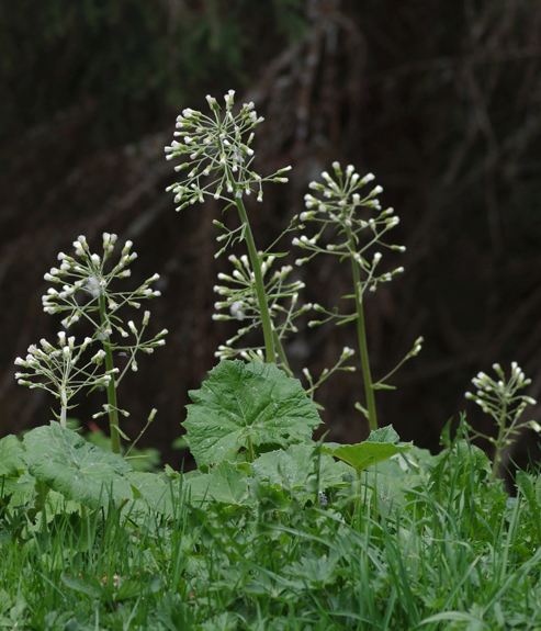 Pflanzenbild gross Weisse Pestwurz - Petasites albus