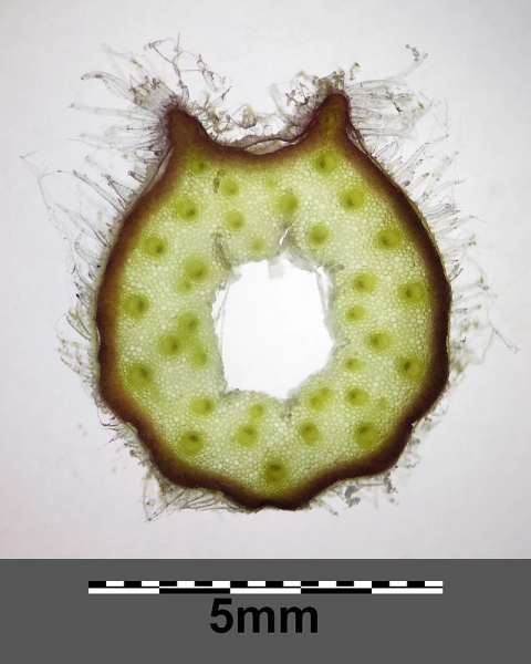 Pflanzenbild gross Rote Pestwurz - Petasites hybridus