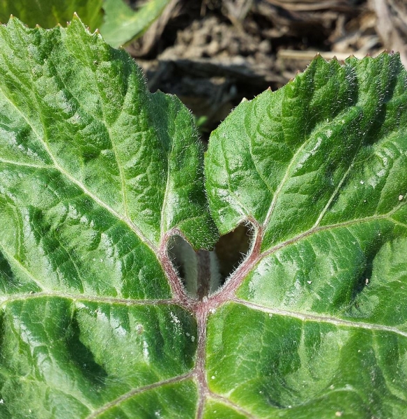 Pflanzenbild gross Rote Pestwurz - Petasites hybridus