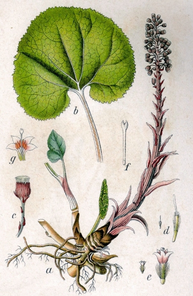 Pflanzenbild gross Rote Pestwurz - Petasites hybridus