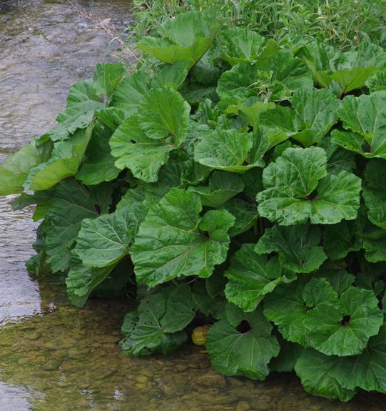 Pflanzenbild gross Rote Pestwurz - Petasites hybridus