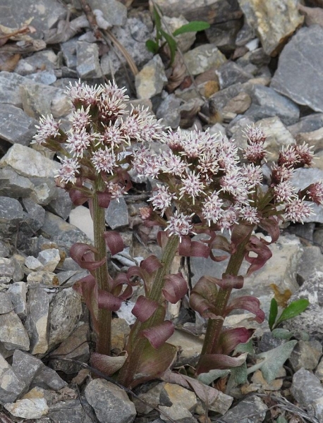 Pflanzenbild gross Alpen-Pestwurz - Petasites paradoxus