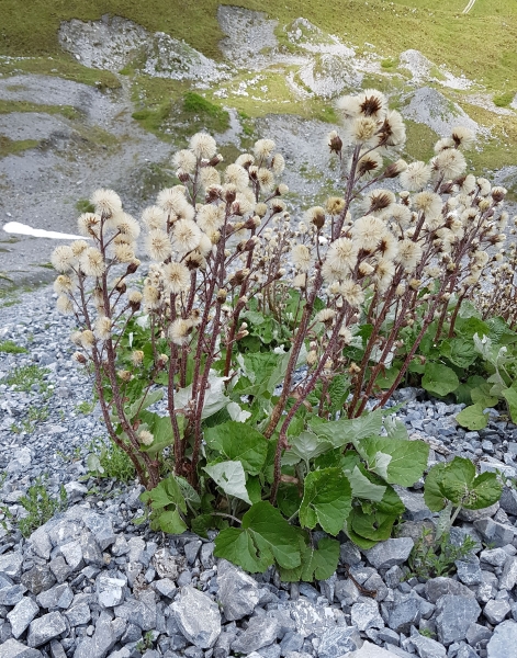Pflanzenbild gross Alpen-Pestwurz - Petasites paradoxus