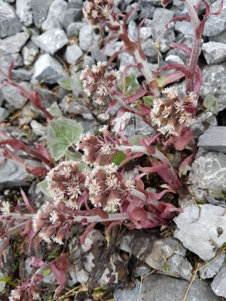 Pflanzenbild gross Alpen-Pestwurz - Petasites paradoxus