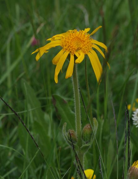Pflanzenbild gross Arnika - Arnica montana