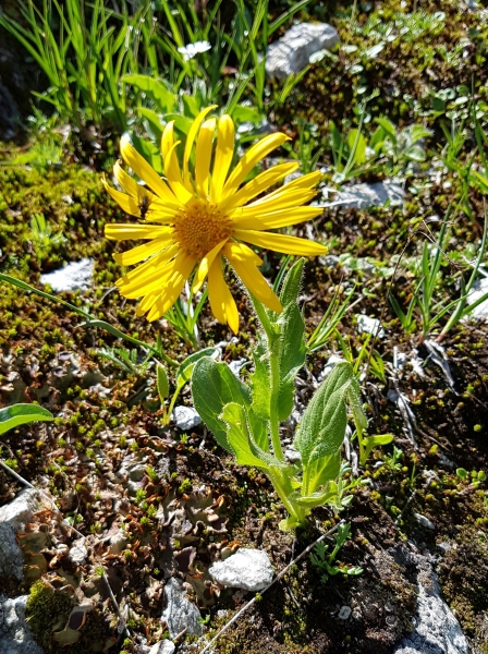 Pflanzenbild gross Clusius' Gämswurz - Doronicum clusii