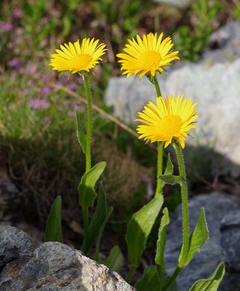 Pflanzenbild gross Clusius' Gämswurz - Doronicum clusii