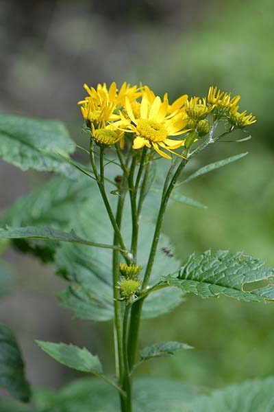 Pflanzenbild gross Alpen-Greiskraut - Senecio alpinus