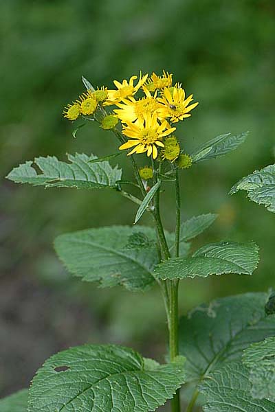 Pflanzenbild gross Alpen-Greiskraut - Senecio alpinus