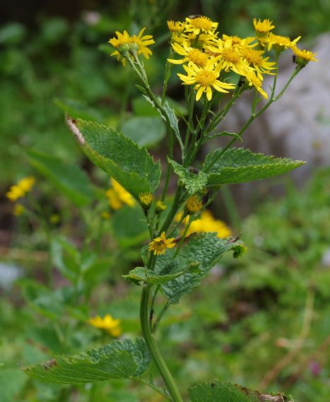 Pflanzenbild gross Alpen-Greiskraut - Senecio alpinus