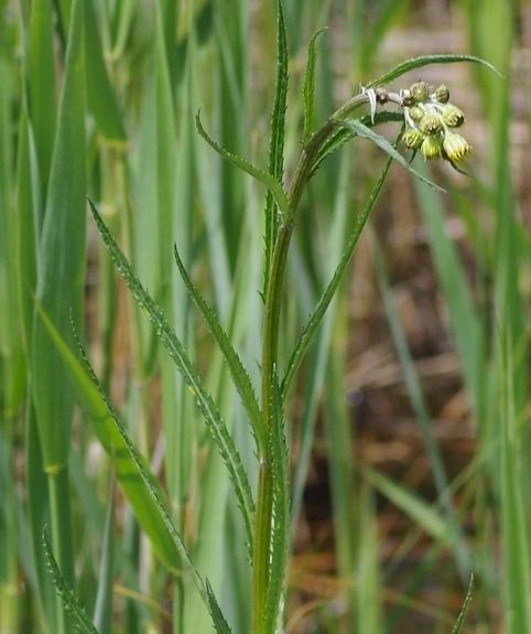 Pflanzenbild gross Sumpf-Greiskraut - Senecio paludosus