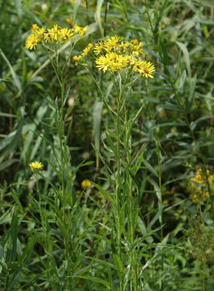 Pflanzenbild gross Sumpf-Greiskraut - Senecio paludosus