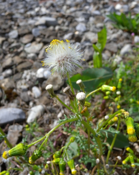 Pflanzenbild gross Gemeines Greiskraut - Senecio vulgaris