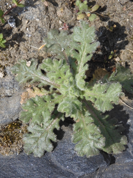 Pflanzenbild gross Klebriges Greiskraut - Senecio viscosus