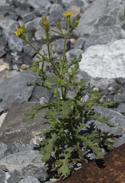 Pflanzenbild gross Klebriges Greiskraut - Senecio viscosus