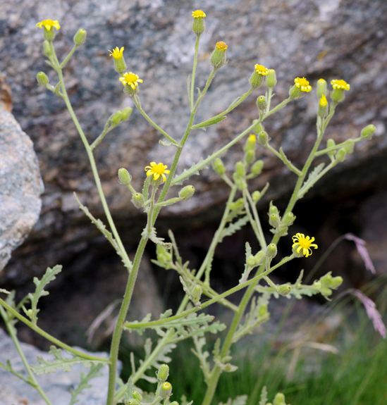 Pflanzenbild gross Klebriges Greiskraut - Senecio viscosus