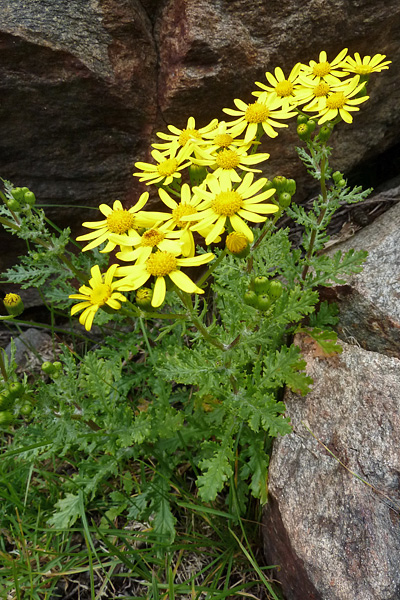 Pflanzenbild gross Felsen-Greiskraut - Senecio rupestris