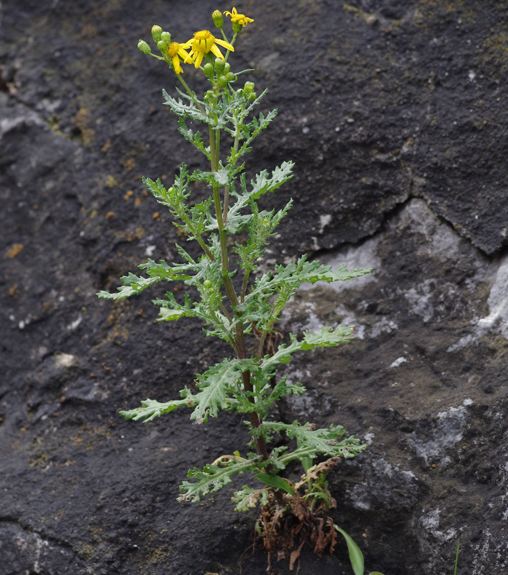 Pflanzenbild gross Felsen-Greiskraut - Senecio rupestris