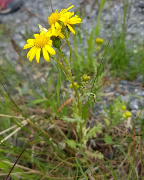 Pflanzenbild gross Felsen-Greiskraut - Senecio rupestris