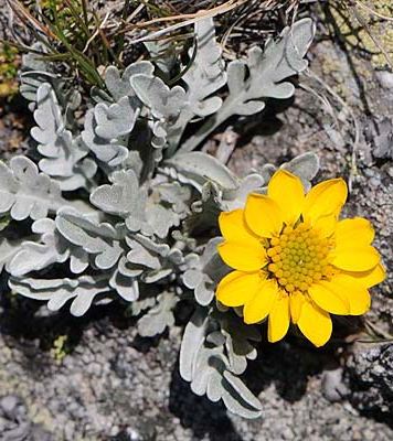 Pflanzenbild gross Hallers Greiskraut - Senecio halleri