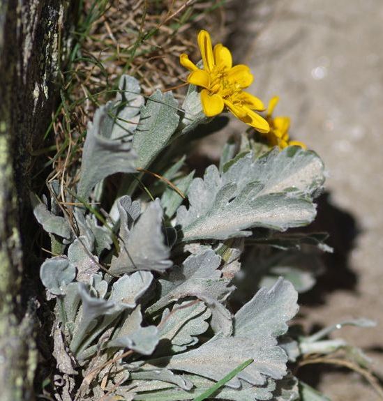 Pflanzenbild gross Hallers Greiskraut - Senecio halleri