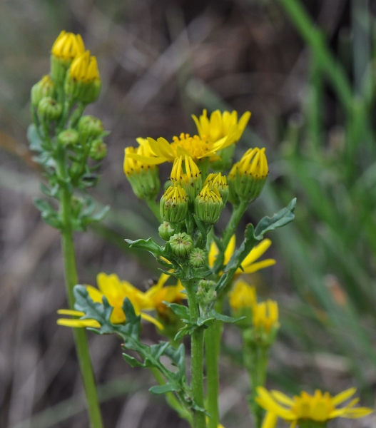 Pflanzenbild gross Jakobs Greiskraut - Senecio jacobaea