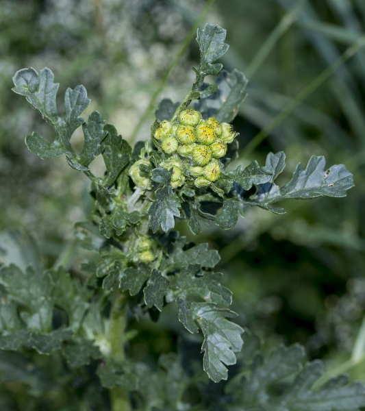 Pflanzenbild gross Jakobs Greiskraut - Senecio jacobaea