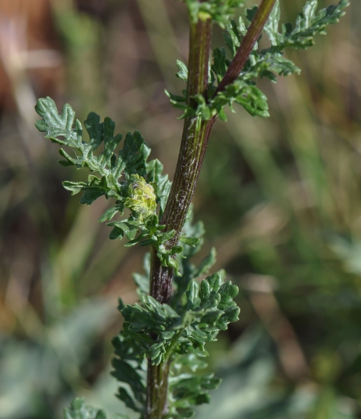 Pflanzenbild gross Jakobs Greiskraut - Senecio jacobaea