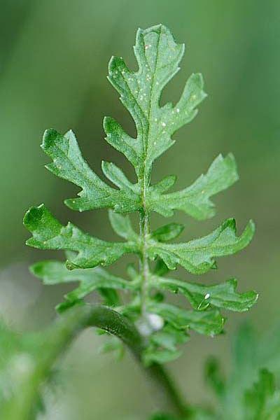 Pflanzenbild gross Jakobs Greiskraut - Senecio jacobaea