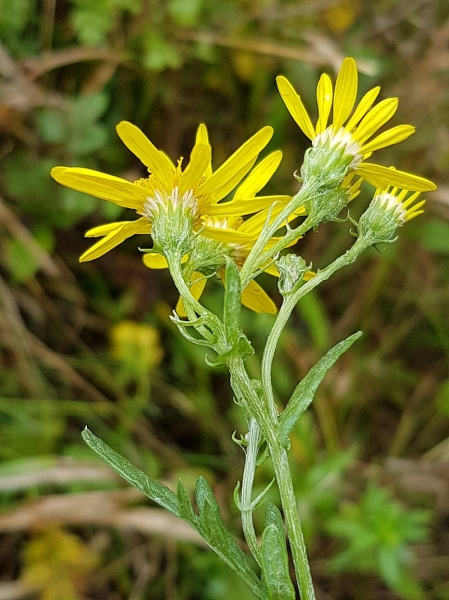 Pflanzenbild gross Raukenblättriges Greiskraut - Senecio erucifolius