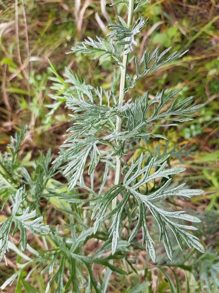 Pflanzenbild gross Raukenblättriges Greiskraut - Senecio erucifolius