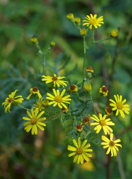 Pflanzenbild gross Raukenblättriges Greiskraut - Senecio erucifolius