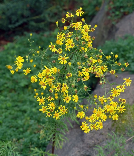 Pflanzenbild gross Raukenblättriges Greiskraut - Senecio erucifolius