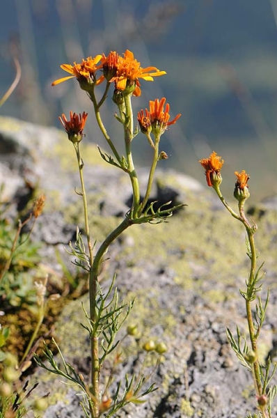 Pflanzenbild gross Eberreisblättriges Greiskraut - Senecio abrotanifolius