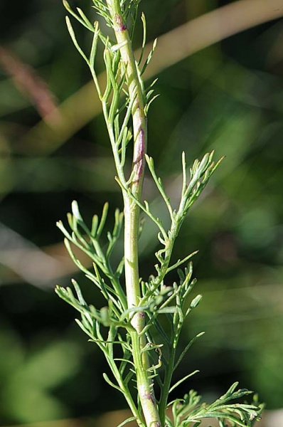 Pflanzenbild gross Eberreisblättriges Greiskraut - Senecio abrotanifolius