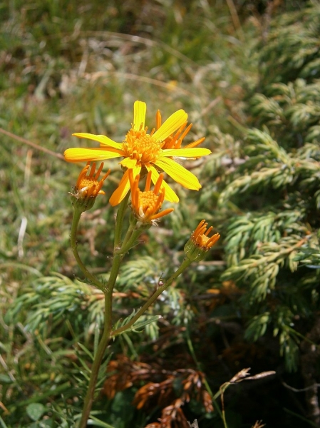 Pflanzenbild gross Eberreisblättriges Greiskraut - Senecio abrotanifolius