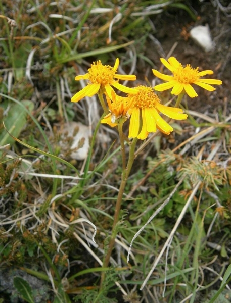 Pflanzenbild gross Eberreisblättriges Greiskraut - Senecio abrotanifolius