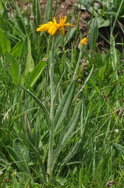 Pflanzenbild gross Gämswurz-Greiskraut - Senecio doronicum