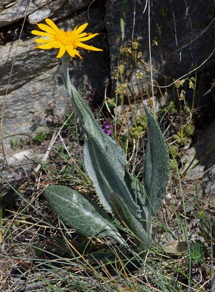 Pflanzenbild gross Gämswurz-Greiskraut - Senecio doronicum