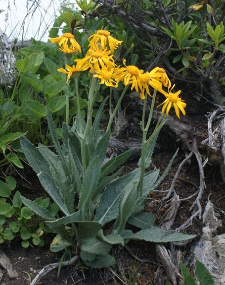 Pflanzenbild gross Gämswurz-Greiskraut - Senecio doronicum