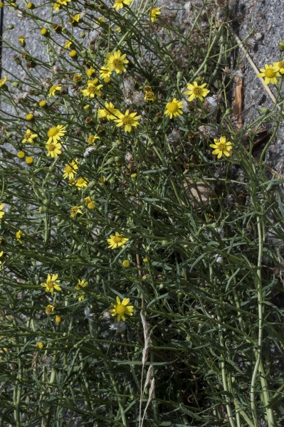 Pflanzenbild gross Südafrikanisches Greiskraut - Senecio inaequidens