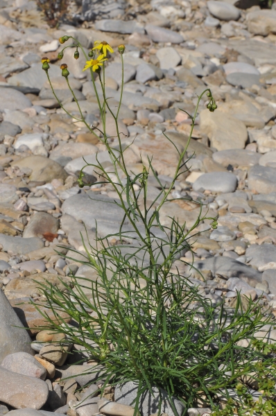 Pflanzenbild gross Südafrikanisches Greiskraut - Senecio inaequidens