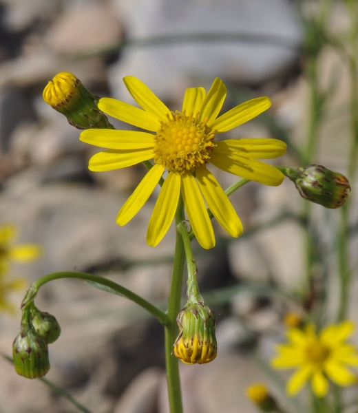 Pflanzenbild gross Südafrikanisches Greiskraut - Senecio inaequidens
