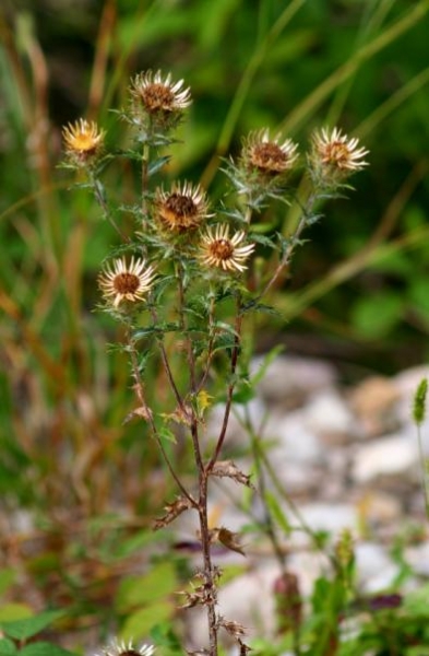 Pflanzenbild gross Gewöhnliche Golddistel - Carlina vulgaris